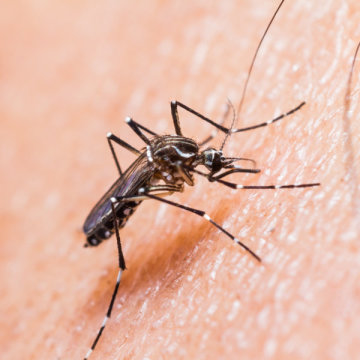 Causes of Chikungunya in Children
