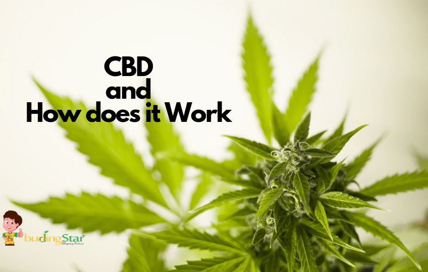 What is CBD and How does it Work