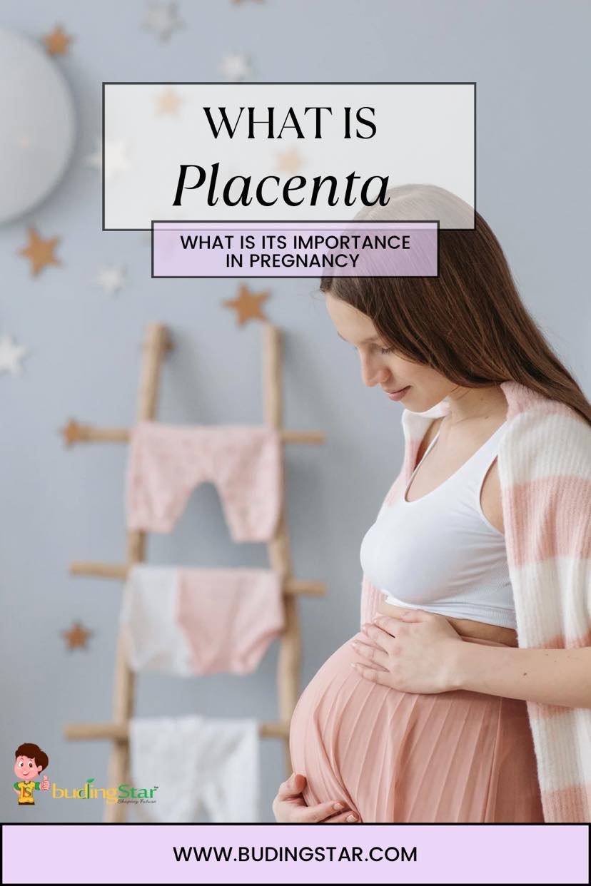 What is Placenta
