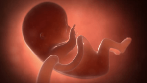 Pregnancy Week 13 | Fetal Development, Symptoms & Tips ...