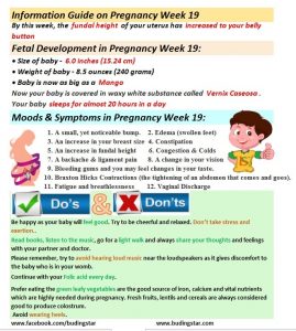 Pregnancy Week 19 | Fetal Development, Symptoms & Tips