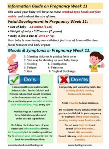 pregnancy-week-11-budding-star