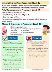 pregnancy-week-12-budding-star